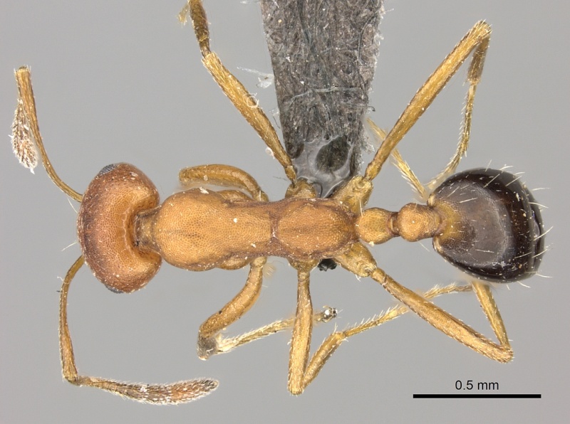 File:Monomorium rufulum casent0235927 d 1 high.jpg