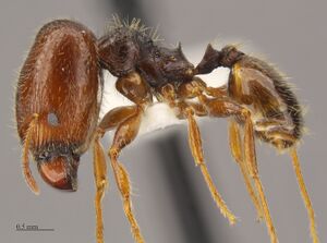 Pheidole senex soldier hal.jpg