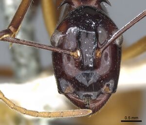 Polyrhachis nigriceps casent0903366 h 1 high.jpg