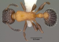 Temnothorax josephi casent0102837 dorsal 1.jpg