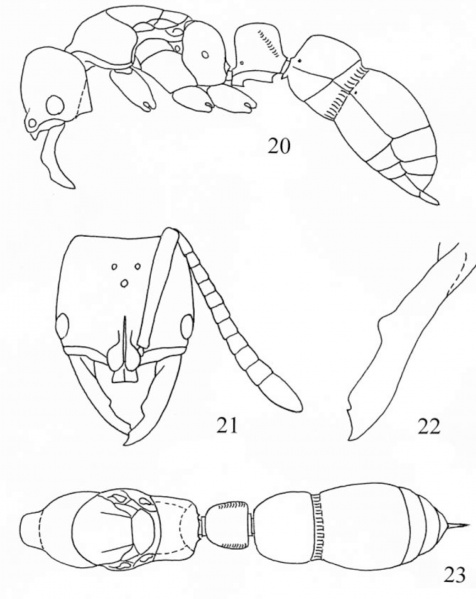 File:Xu - liu 2012 sociobiology-myopias-13Myopias-conicaraQ.jpg