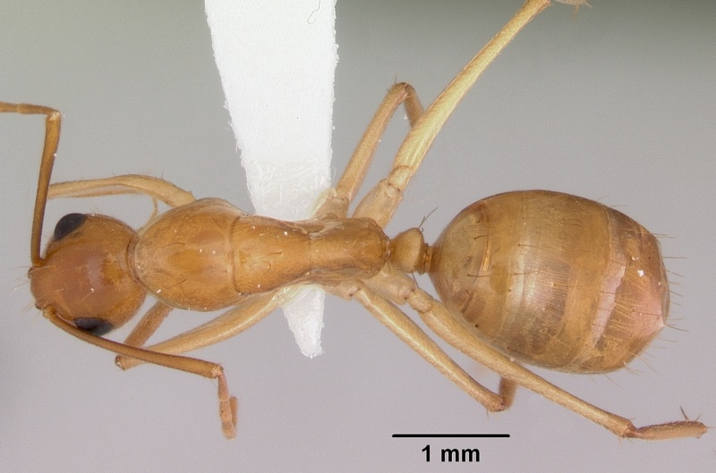 File:Camponotus microps casent0103426 dorsal 1.jpg