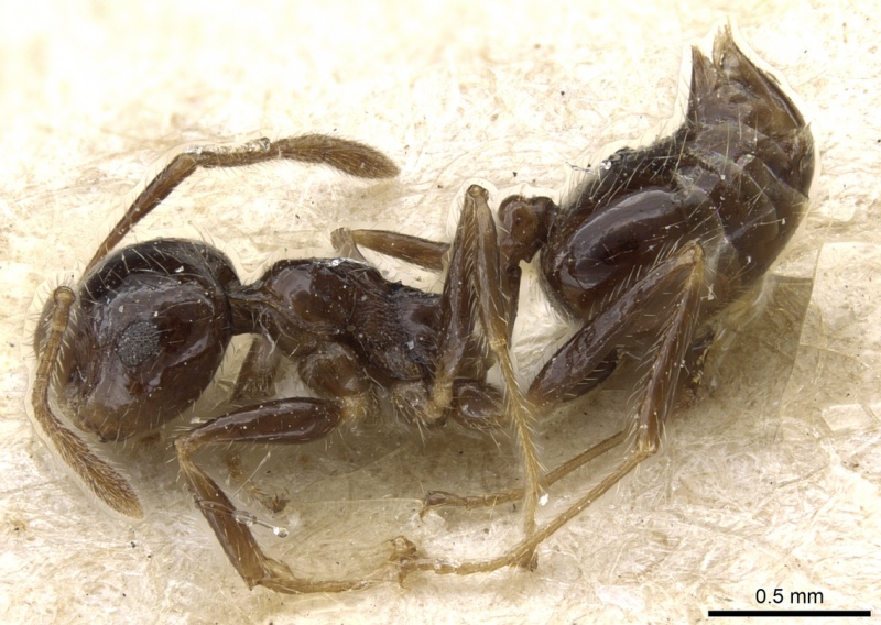 File:Crematogaster pygmaea casent0904523 p 1 high.jpg