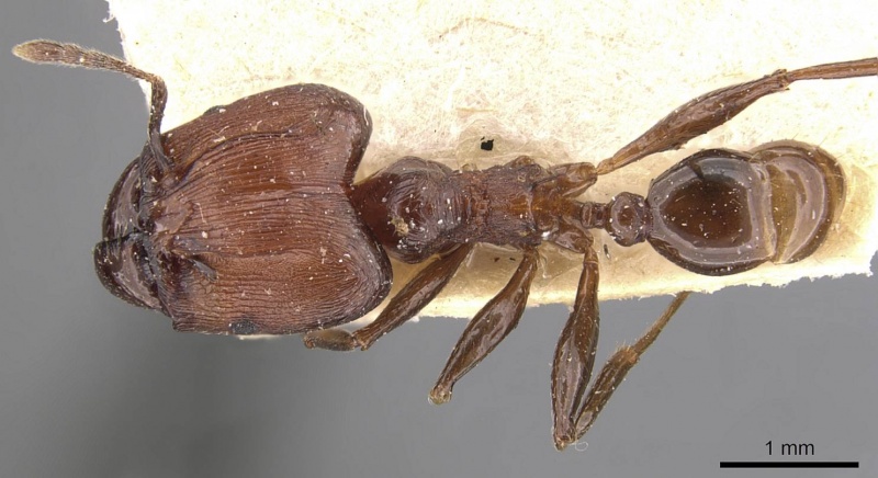 File:Pheidole huberi casent0907891 d 1 high.jpg