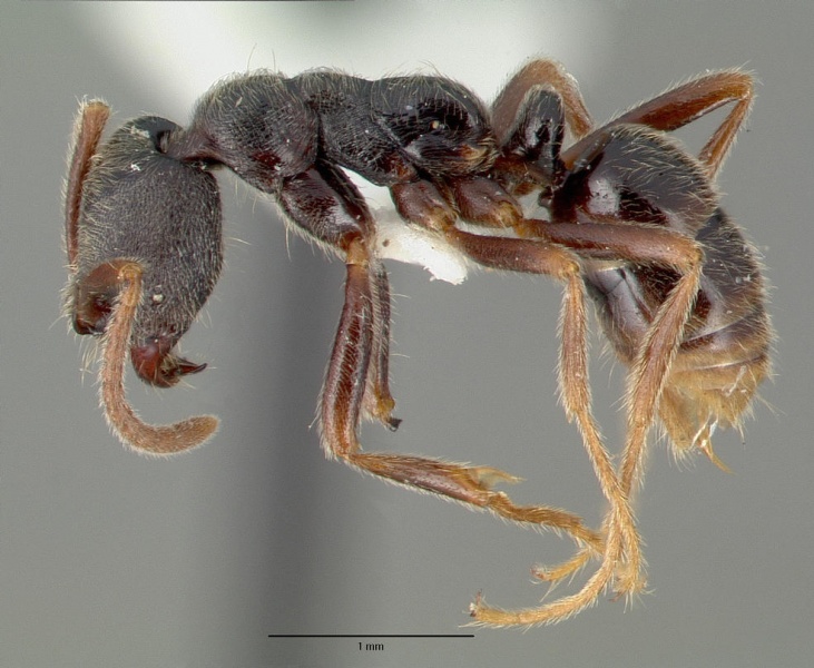 File:Simopelta laticeps castype09451 profile 1.jpg