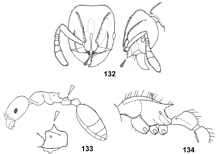 File:Eguchi et al. 2011 Vietnam 132-134.jpg