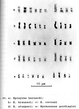 The identical karyotypes of five species of the former genus Myrmoxenus together with morphological features and corresponding parasitic life history indicate monophyly of the group.