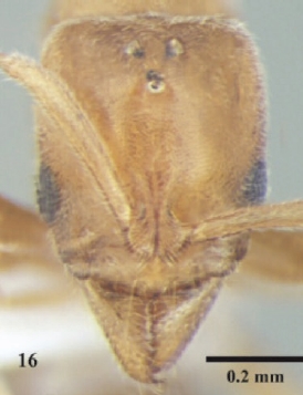 File:Hypoponera confinis queen H.jpg