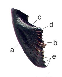 File:Hagmandible.png