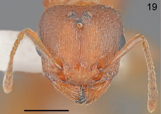 File:Tetramorium bellerophoni F19.jpg