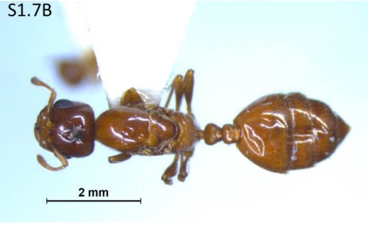 File:Crematogaster claudiae F1.7B.jpg