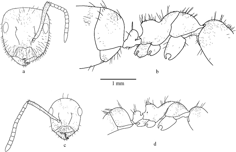 Camponotus anatolicus - AntWiki
