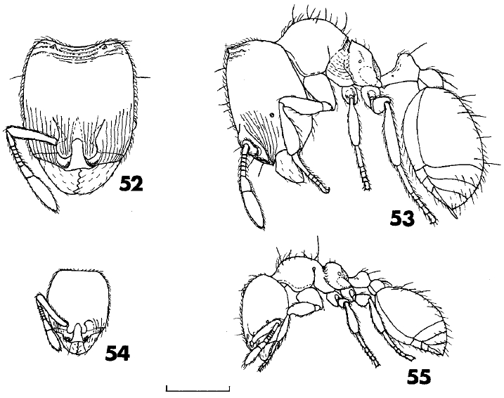 File:Carebara sauteri F52-55.jpg