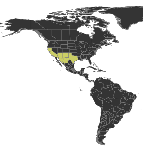 Acanthostichus davisi Distribution.png