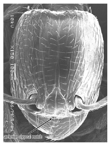 File:Sharaf et al. 2012 Tetramorium amalae 1.jpg