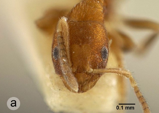 File:Brachymyrmex iridescens holotype F37a.jpg