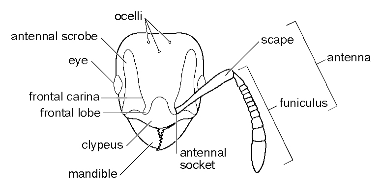 File:GlossaryAntFrontHead.jpg