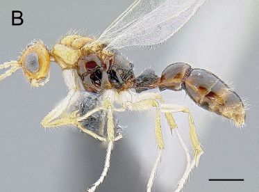 File:Myopias darioi male P.jpg