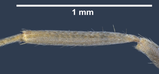 File:Lasius casevitzi F9.jpg