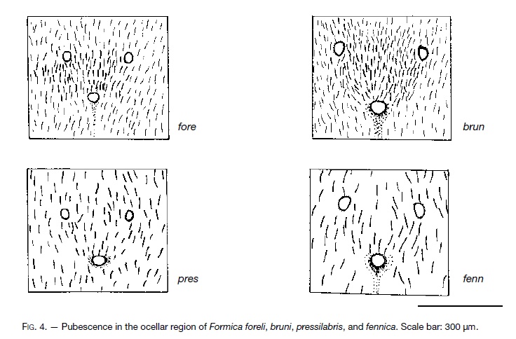 File:Seifert 2000 Fig 4.png