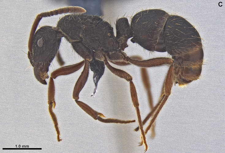 File:Gnamptogenys pernambucana Q DZUP549824 F23c.jpg