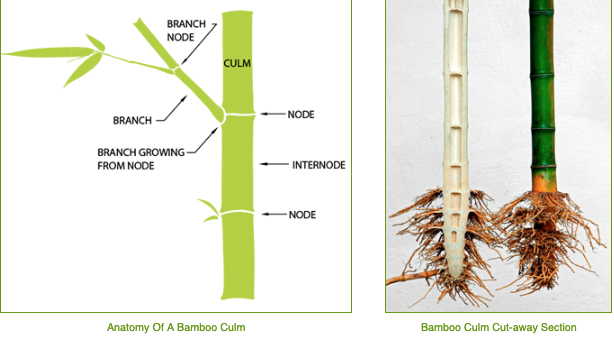 File:Bamboo Botanicals.png