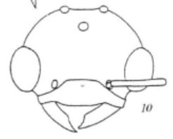 File:Bothriomyrmex urartus M F10.jpg