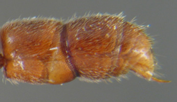 Gaster of Ponerinae worker