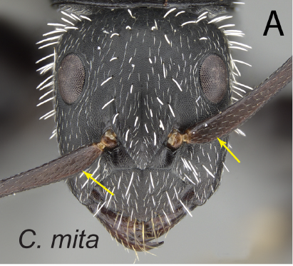 File:Rakotonirina et al. 2017 Fig. 7a.png