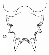 File:Meranoplus christinae pm.jpg