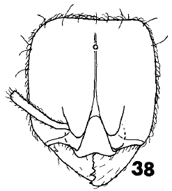 File:Carebara oni F38.jpg