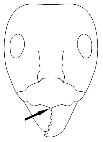 File:Iridomyrmex Key Couplet 70 right-Antwiki.jpg