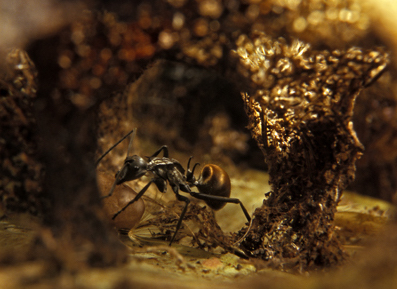 File:006Polyrhachis laboriosa.jpg