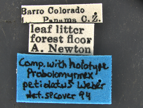 File:Probolomyrmex-petiolatus-MCZ0001Label.jpg