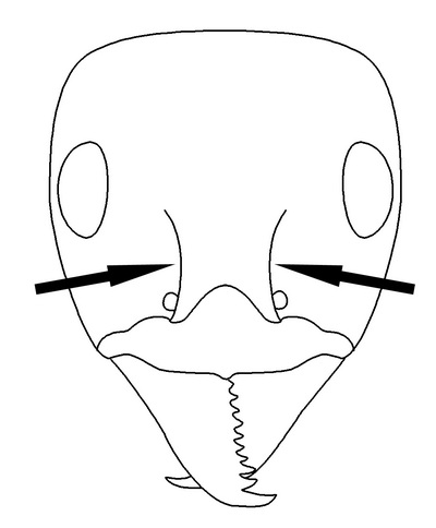 File:Iridomyrmex Key Couplet 1 right-Antwiki.jpg