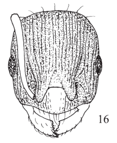 File:Temnothorax michali 16.jpg