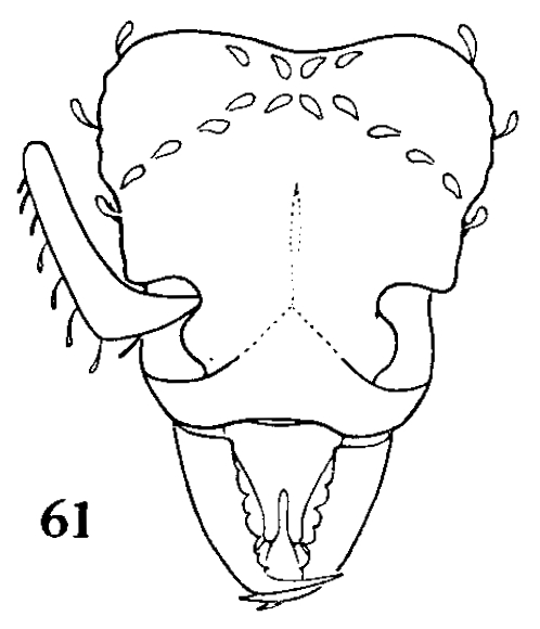 File:Rhopalothrix ciliata fig 61.jpg