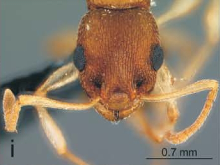 File:Nesomyrmex antoinetteae H.jpg