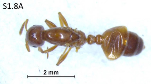 File:Crematogaster roslihashimi F1.8A.jpg