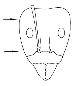 File:Heterick 2009 Fig 167.jpg