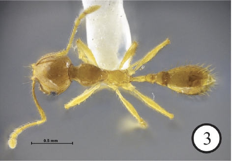 File:Recurvidris lekakuli 3 holotype worker THNHM-I-01219.jpg