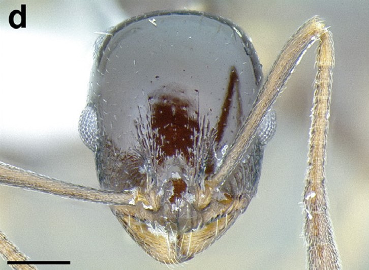 File:Temnothorax suditivus casent0758299 F168 d.jpg