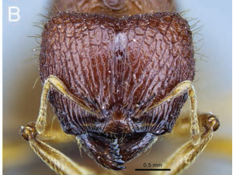 File:Fischer-et-al-2014-Carebara-29Carebara-nicotianae hef.jpg