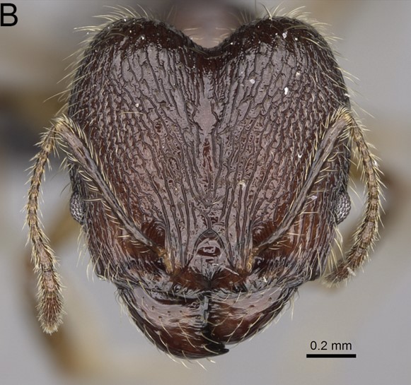 File:Pheidole veteratrix F60 b.jpg