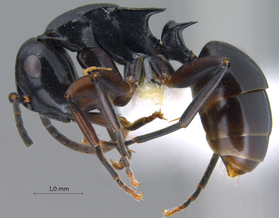 File:Polyrhachis-hashimotoi-lateral-am-lg n 1.jpg