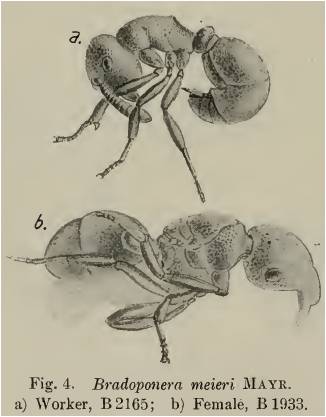 File:Bradoponera meieri.jpg