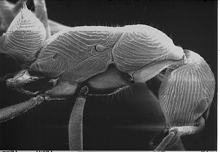 File:Diacamma thorax with gemme (SEM) (Christian Peeters).jpg