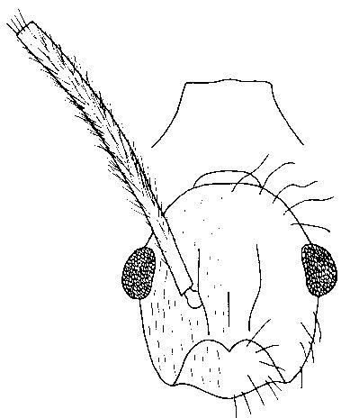 File:Mackay, W.P. 2019, Fig. 74(left).jpg