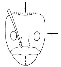 File:Heterick 2009 Fig 131.jpg