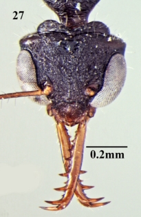 File:Myrmoteras scabrum F27.jpg